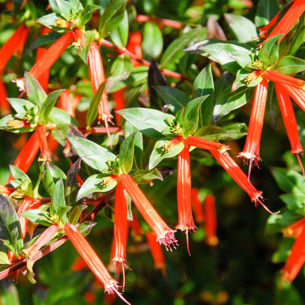 Herbáceas