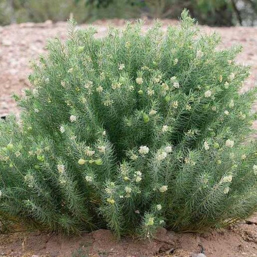 Herbáceas
