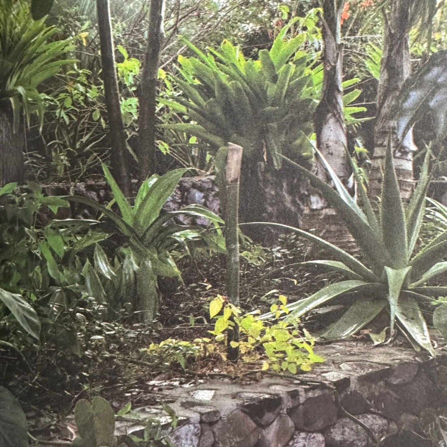 LIBRO: Manifiesto del jardín emocional