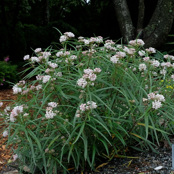 Herbáceas