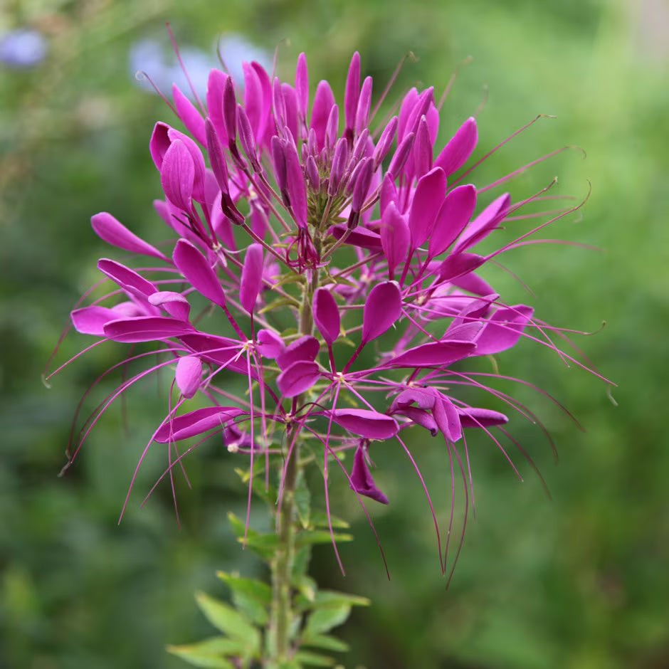 Herbáceas